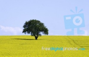isolated-tree-in-rapeseed-field-10082960