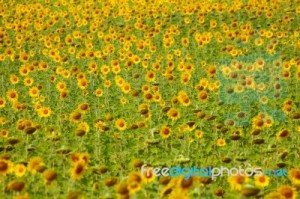 sunflower-field-100226302